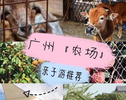 花泥鳅和石榴养殖方法（探索最佳的养殖技巧与注意事项）