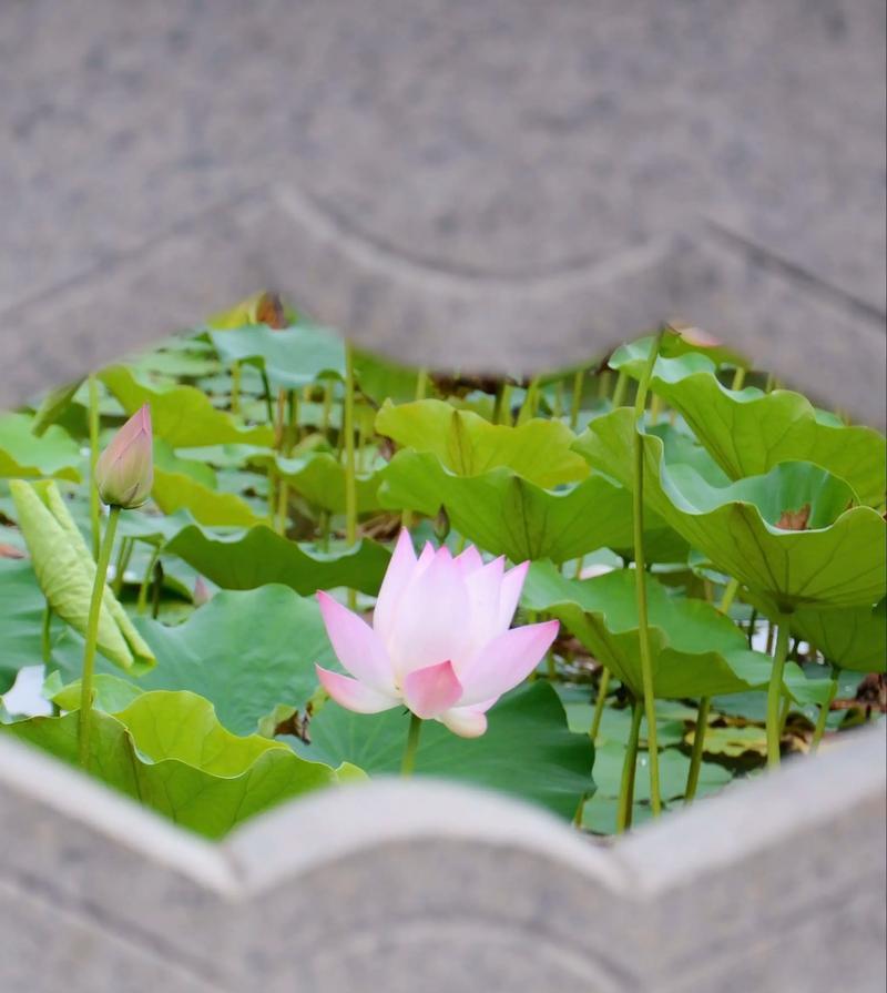 冬天的奇迹（冬日中盛开的荷花，寄托了生命的希望与坚强）