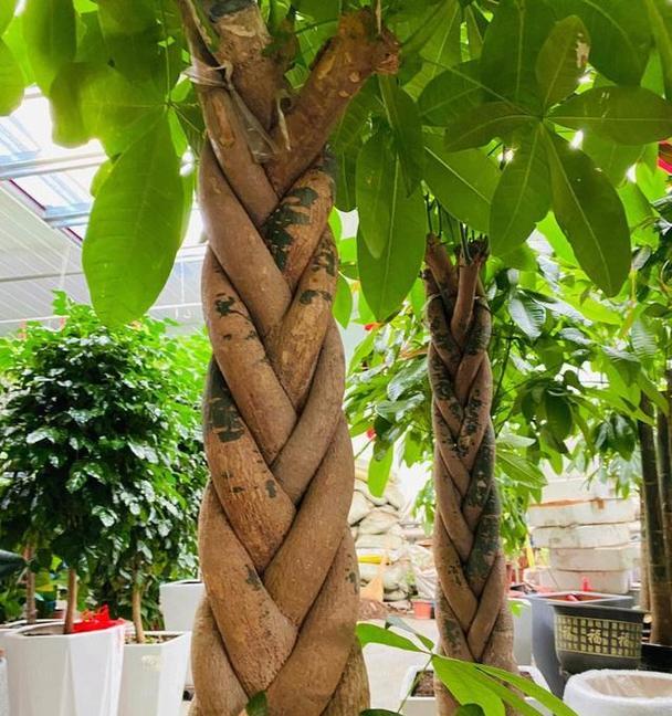 发财树造型方法法（创造个人财运奇迹，助您成就财富梦想）