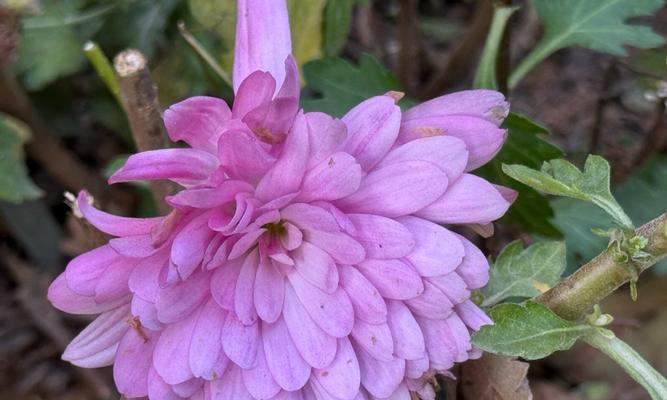 菊花的花粉特性及其影响（探究菊花花粉的组成及传播方式）