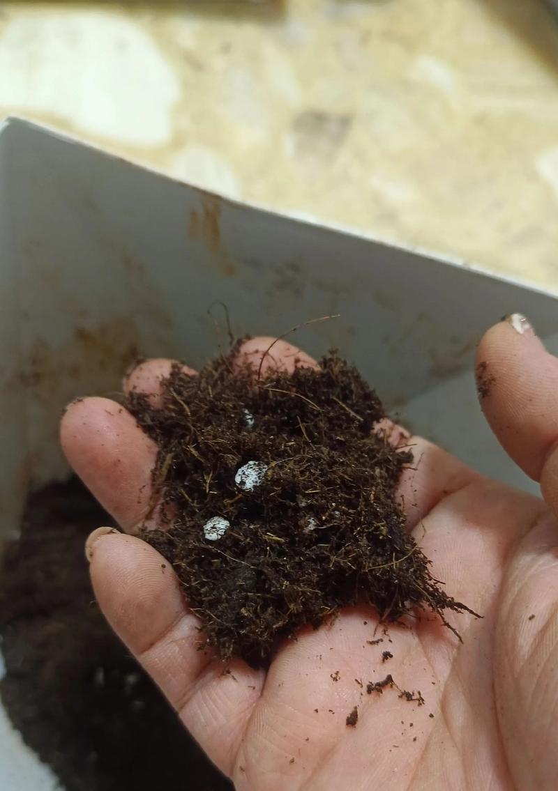 种植发财树，养花致富（掌握正确的土壤方法，让财富与花儿共舞）