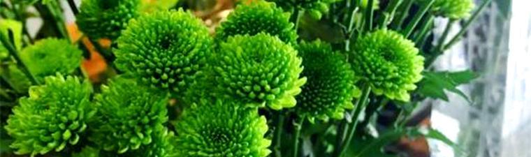 白色绿心的菊花（揭开白色绿心菊花的独特之美）