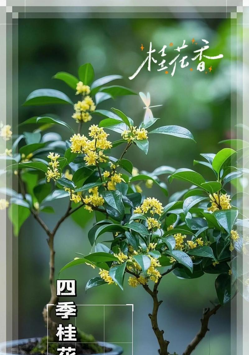 冬季桂花盆景的养殖方法（让你的桂花在寒冷的冬天依然绽放）