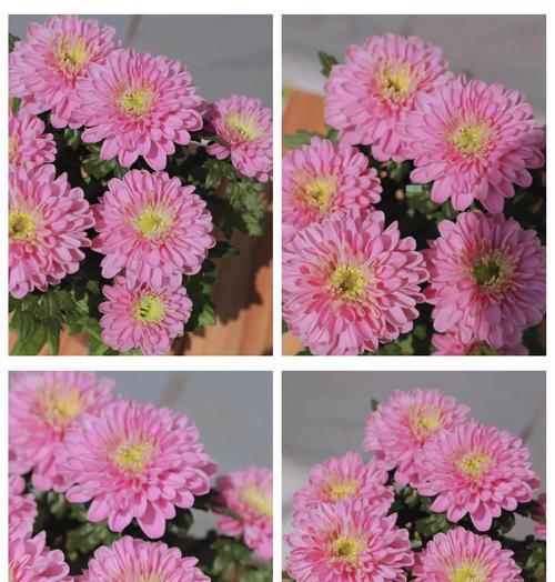 四季菊花养殖方法幼苗的培育与管理（轻松打造多彩花海，四季菊花养殖方法幼苗带来的惊喜）