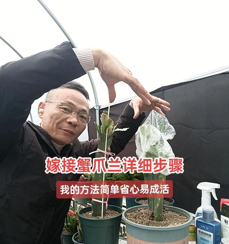 以仙人球嫁接蟹爪兰的方法（掌握嫁接技巧，打造多样化植物造景）
