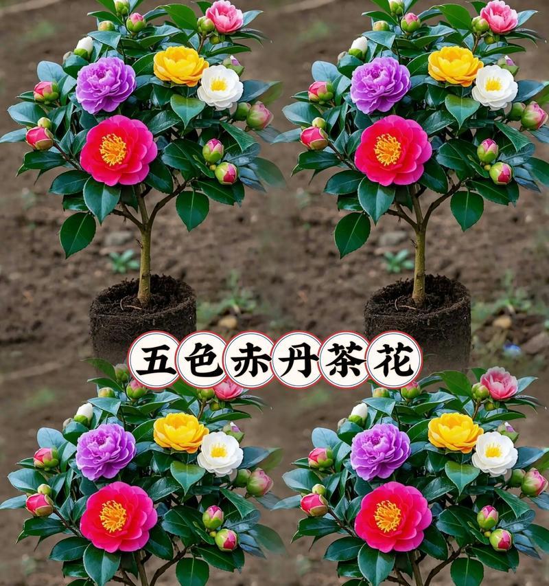 山茶花养殖全攻略（从选种到繁殖，教你打造美丽山茶花园）