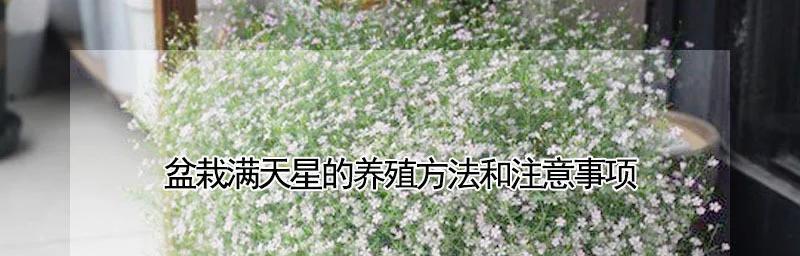 满天星冬季养殖的方法和注意事项（满天星冬季养殖的关键技巧和注意事项）