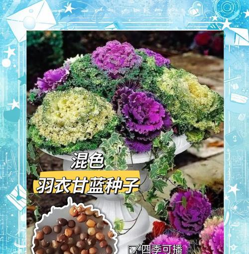 羽衣甘蓝（探索羽衣甘蓝的花语与美丽之谜）