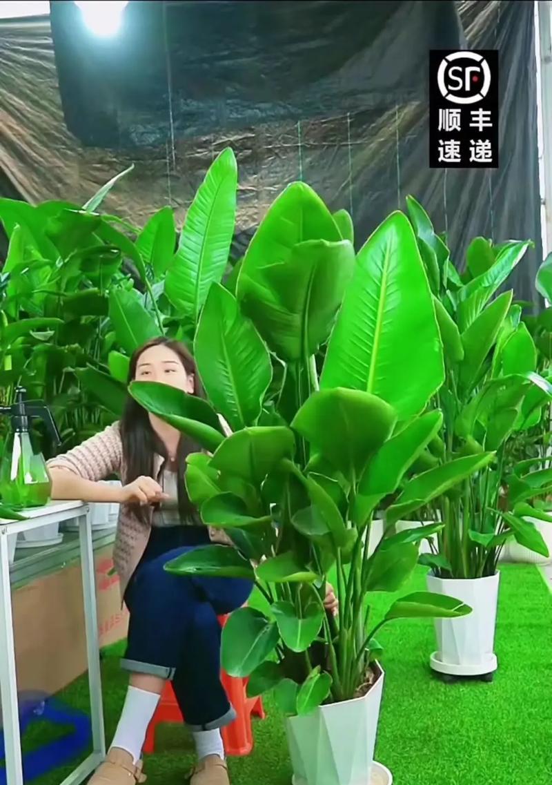 以天堂鸟土栽培为主的养殖指南（打造天堂鸟般的热带花园，让生活充满色彩和活力）