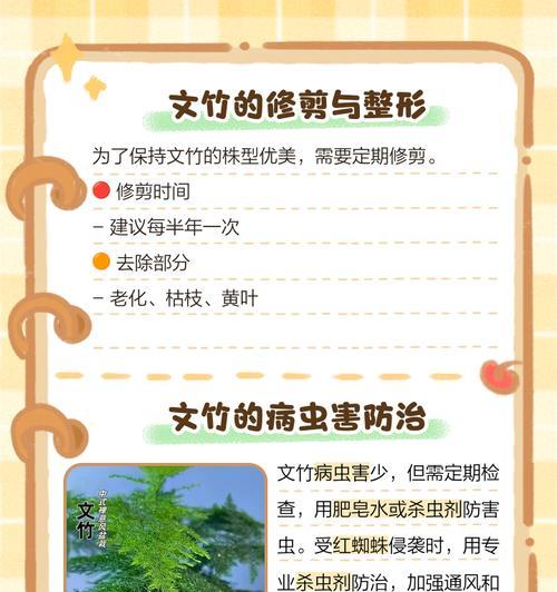文竹培养方法详解（打造绿意盎然的文竹家园）