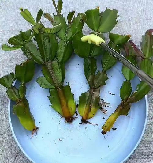 蟹爪兰春天扦插的种植技巧（学会正确扦插，让蟹爪兰在春天焕发新生）