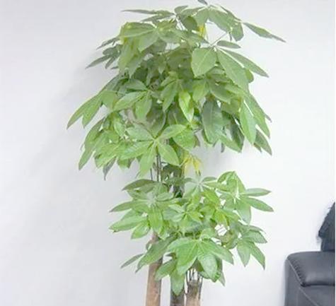 阳台放发财树的风水是否好？（揭秘阳台放发财树的风水学说）