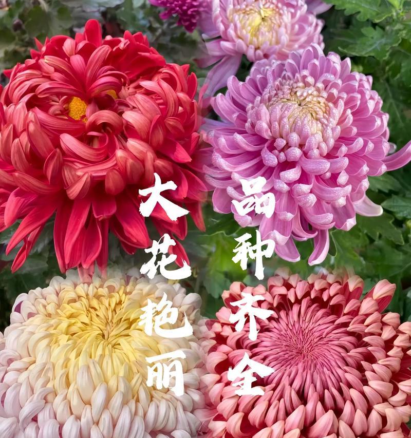 菊花的种养过程与方法（打造美丽花坛的关键-菊花的种植和养护方法）
