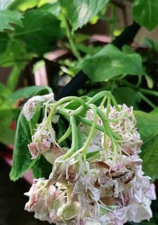 绣球花为什么会发蔫叶子下垂？（探索绣球花发蔫叶子下垂的原因及解决方法）