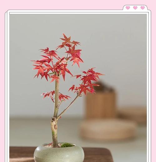 如何正确浇水枫树（关键步骤及技巧，让你的枫树茁壮成长）