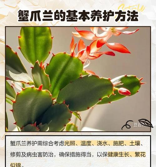 蟹爪兰养殖方法与步骤详解（打造美丽花园的秘密武器——蟹爪兰）