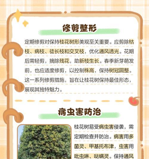 北方桂花树的养殖方法（打造北方桂花树的芳香世界）