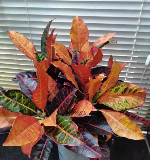 探索以盆栽变色木的养殖方法（打造独特美丽的室内植物墙）