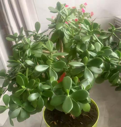 开白花的万年青养殖方法（打造绿色家居，从开白花的万年青养殖开始）