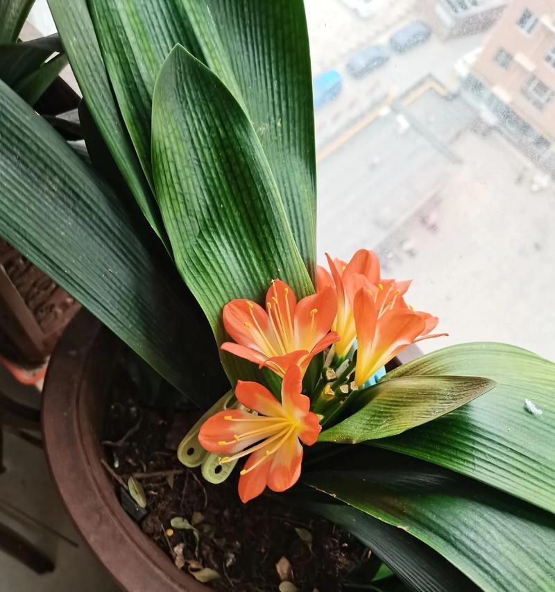探秘新手养君子兰，品种选择关键（解析易养君子兰品种，助你轻松成为养花达人）