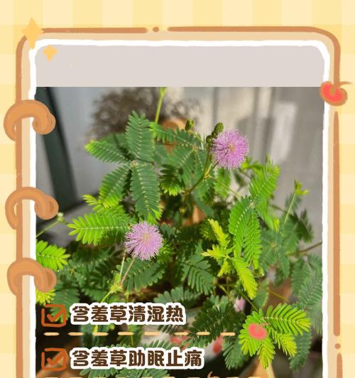含羞草泡水喝的功效与作用（发现神奇之草，守护健康生活）