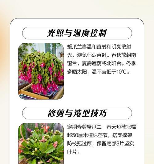 蟹爪兰春天的养护方法（打造美丽花园，）