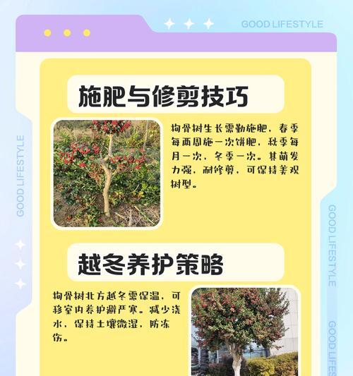 枸骨盆景的栽培技巧与方法(打造迷人的枸骨盆景,用心呵护生命之美)