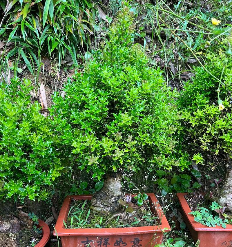 枸骨盆景的栽培技巧与方法(打造迷人的枸骨盆景,用心呵护生命之美)