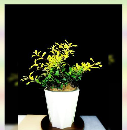 枸骨盆景的栽培技巧与方法(打造迷人的枸骨盆景,用心呵护生命之美)