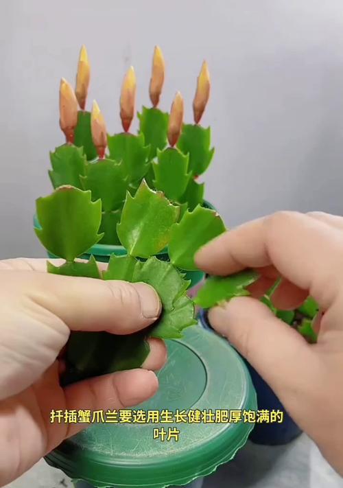以蟹爪兰扦插多少天会发芽的探究（揭秘蟹爪兰扦插后发芽的时间与关键因素）