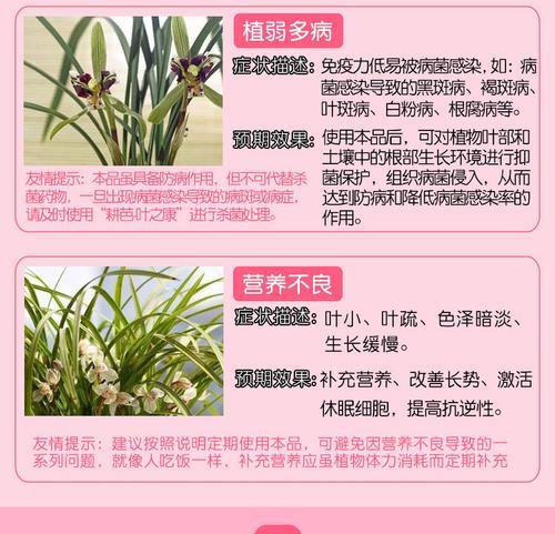 君子兰营养液消毒方法（保护君子兰健康成长的关键——科学消毒方法）
