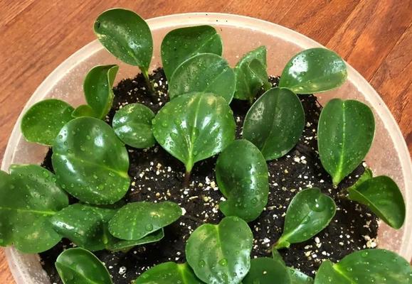 揭秘豆瓣绿扦插晾多长时间的关键因素（揭示影响豆瓣绿扦插成功率的15个关键要素及对应的插秧时间）