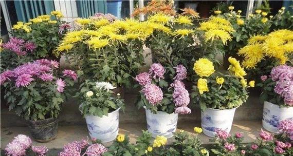 如何选择适合菊花的盆栽（关键因素和最佳盆栽选择）