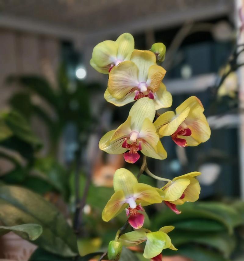 如何通过科学方法促进蝴蝶兰开花（了解蝴蝶兰生长周期及促花方法的关键）