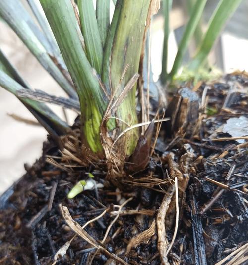 兰花干叶子尖的原因及处理方法（揭秘兰花干叶子尖的主要原因及解决办法）