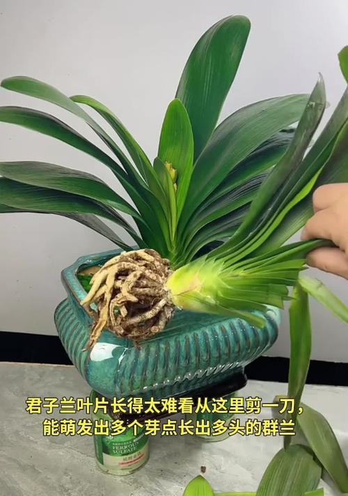 以君子兰盆栽的养护为主题（打造健康繁盛的君子兰家园）