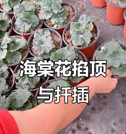 以木海堂扦插活后养护的技巧（掌握关键步骤，让植物生长更茂盛）