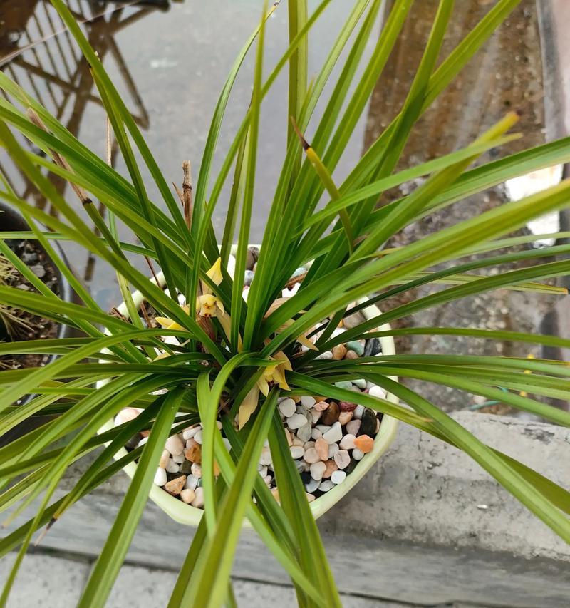 人生如兰花绽放青春之美（以优雅的花姿，传递生命的哲理）