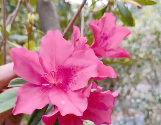 杜鹃花的开花秘密（探索杜鹃花的开花原因与解决方法）