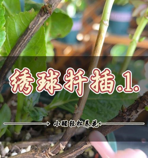 绣球花秋季扦插的可行性及开花效果观察（通过扦插观察明年绣球花的开花情况，研究其生长特点）