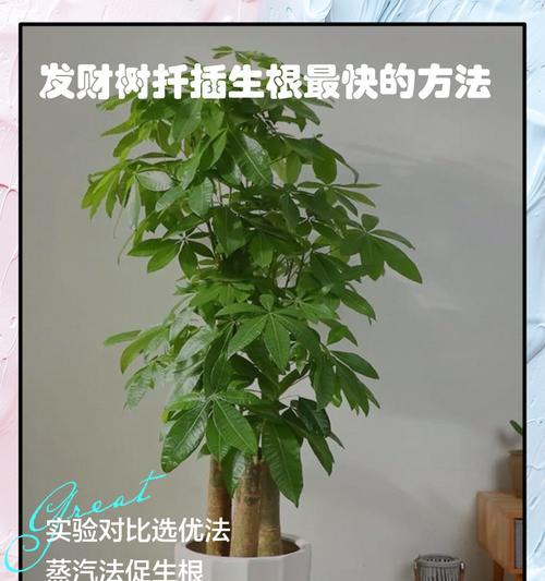 发财树的扦插与养护指南（培育富贵树，助您财源滚滚）