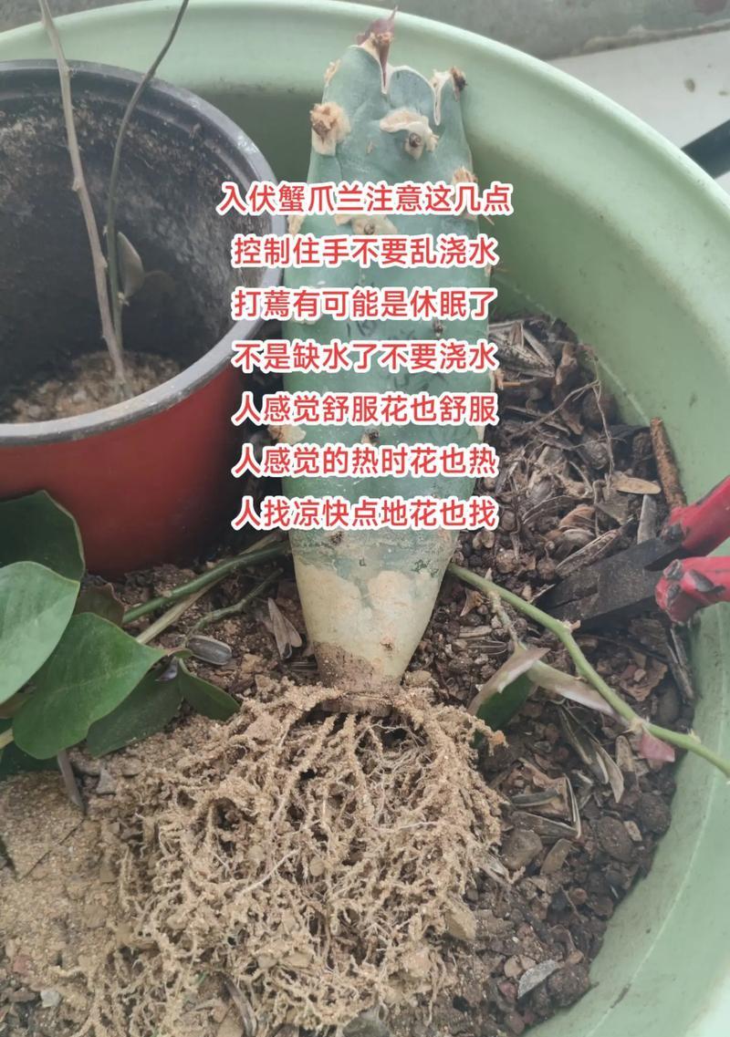 蟹爪兰为什么会打蔫？（探寻蟹爪兰植株衰落的原因及解决方法）