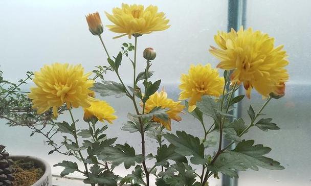 家里养菊花的讲究与技巧（打造美丽室内花园｜）