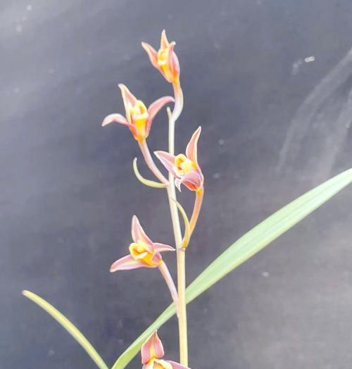 冬日兰花之美（冬日中的兰花盛景，探秘别具韵味的冬花之王）