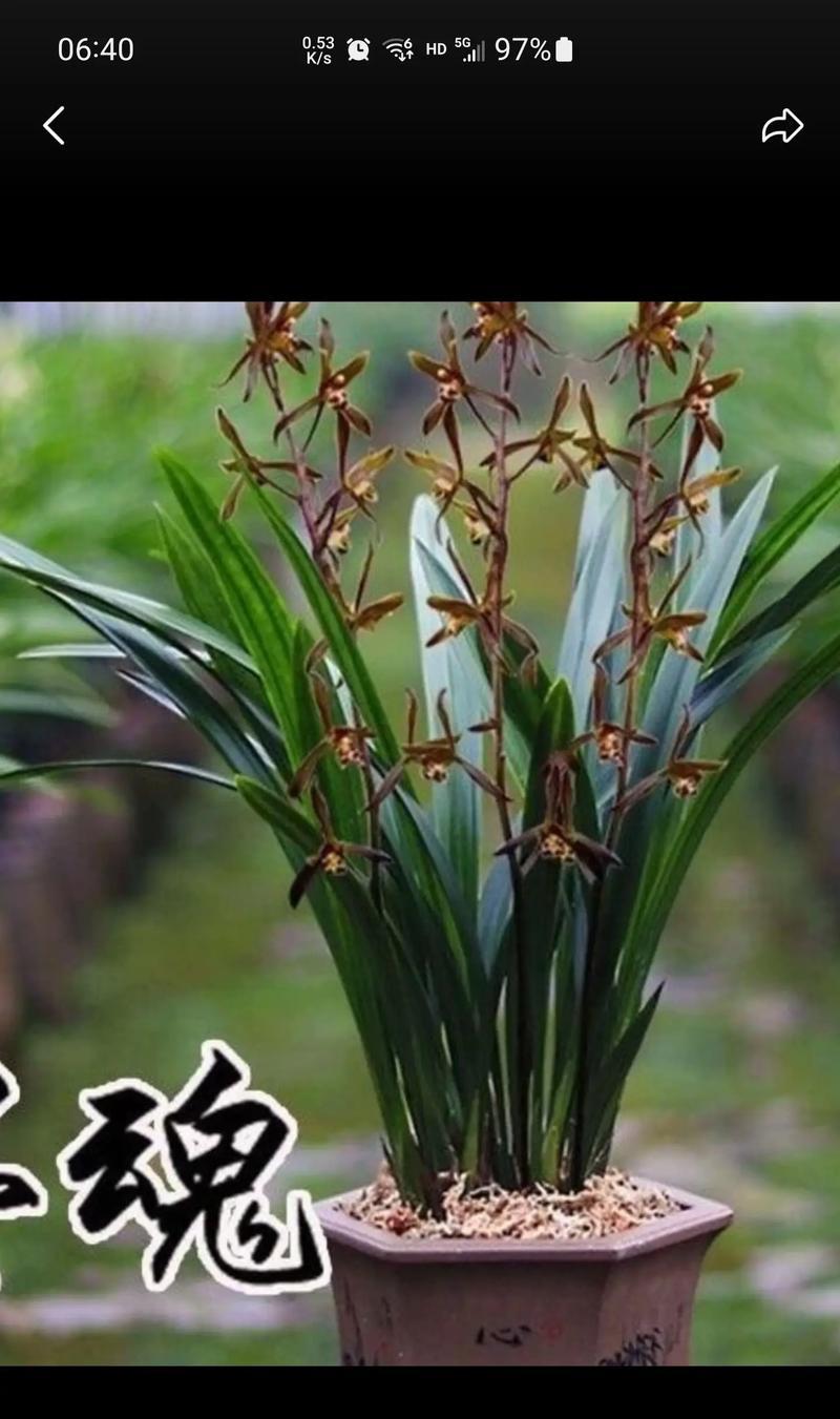 以兰花传递深情之意（解读兰花的寓意与象征）