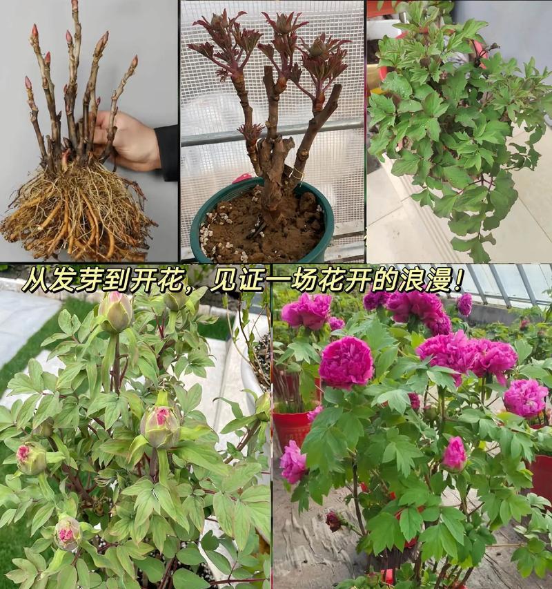 牡丹花开花后的养殖方法（打造迷人花园，关键是牡丹花的养殖技巧）
