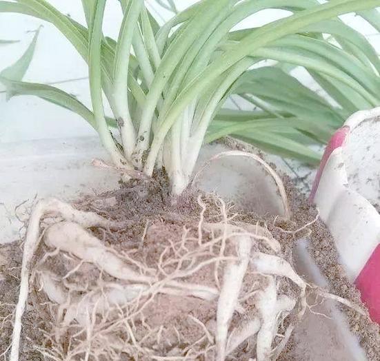 如何正确进行君子兰秋季换盆（掌握兰花换盆的技巧，让君子兰健康茁壮）