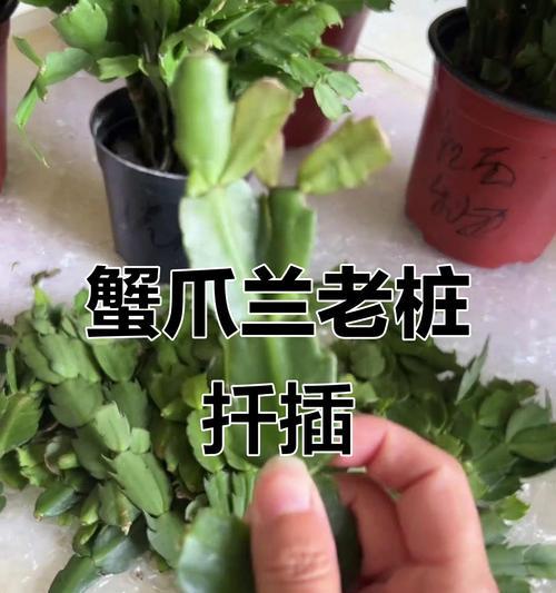 蟹爪兰扦插活了多久能长叶？（探讨蟹爪兰扦插后长叶的时间和方法）