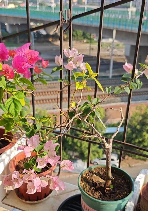 三角梅的品种选择与养护技巧（以哪个品种的三角梅为主题最佳？最关键在于养护方法的把握）