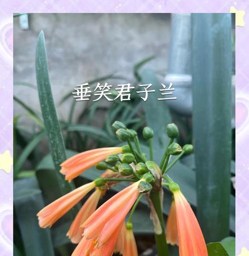 以君子兰几年能长侧芽之奇特生长特性（探究君子兰几年能长侧芽的原因及应用前景）